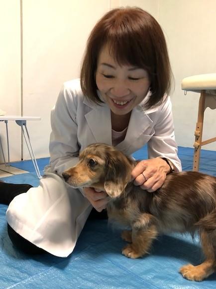 東京アニマル整体スクールモニター犬